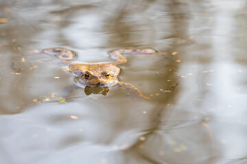 A large green frog in its natural habitat. Amphibian in water. Beautiful toad frog. Nice bokeh.