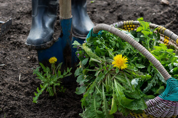Flowering dandelion and other weeds in basket, worker digging with blue shovel dandelions in...