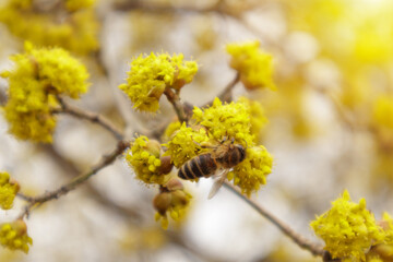 Dogwood or european cornel tree branches springtime in bloom, Cornelian cherry with yellow flowers in sunlight. Selective focus with copy space