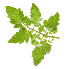 fresh tomato leaf on white background