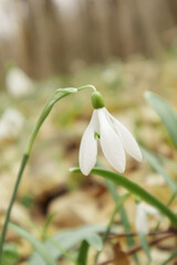 Galanthus nivalis In the forest in the wild in spring snowdrops bloom. Selective focus