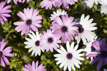 Fototapeta premium Belles dimorphotheca en fleur dans un jardin printanier