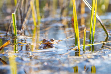 A large green frog in its natural habitat. Amphibian in water. Beautiful toad frog. Nice bokeh.