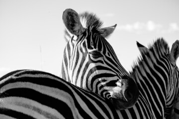 Fototapeta na wymiar Close Up photo of two Zebra displaying their striking stripes. 