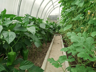 Planted peppers are in greenhouses. On the branches there are pepper fruits. Green pepper. Vegetables. Agriculture. Copy space.