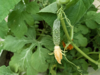 Young green cucumbers are vegetables hanging from the vines of cucumber plants in the greenhouse. Vegetables, agriculture. Viamins. A young cucumber.