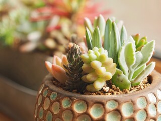 多肉植物の寄植え