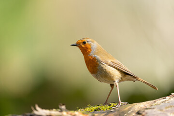 Robin on a fallen tree