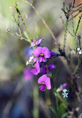 Winter to spring flowering Australian native purple pea flowers, Mirbelia speciosa, family Fabaceae, growing in woodland understory, Sydney, NSW, Australia. Endemic to heath and dry sclerophyll forest