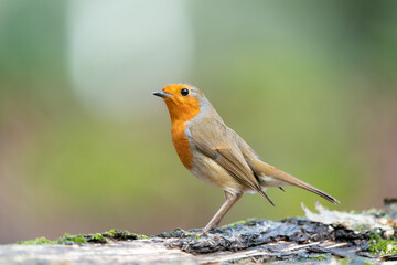 Robin on a fallen tree