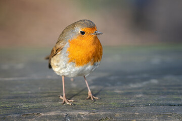 Robin on a fallen tree