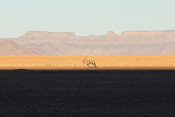 Oryx Antilope vor den Naukluft-Bergen bei Sesriem.
