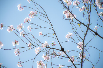 桜と枝