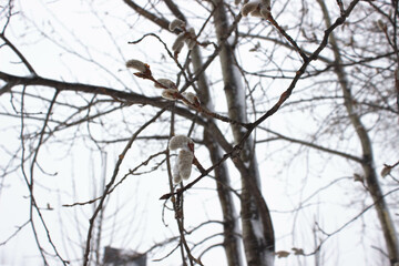 Fototapeta na wymiar Twig with buds with blurred background