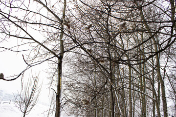 Trees covered with snow in winter weather