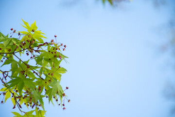葉と空の背景
