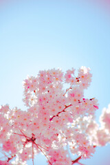 見上げたら桜が咲いていた。