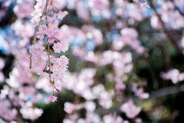 桜です。