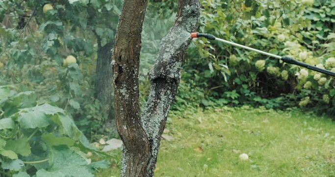 Treatment of the tree trunk from pests and parasites. Protection of fruit tree bark from insects. Insecticide spraying