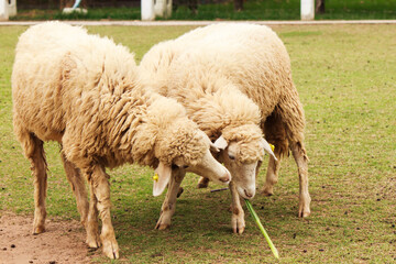 Obraz premium Two sheep were running a race on turf grass.