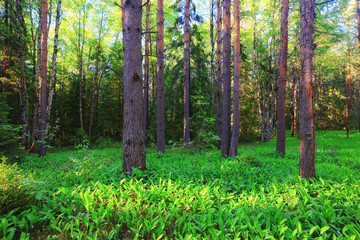 lilies of the valley landscape in the forest background, view of the forest green season
