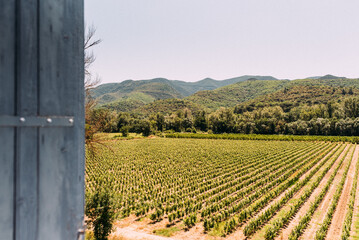 Weinanbau in Südfrankreich mit viel grünen Weinreben und Bergen im Hintergrund 