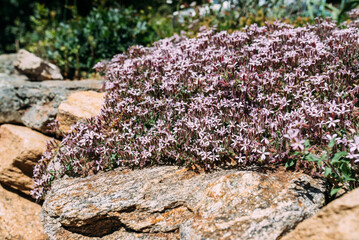 sch&ouml;ne rosafarbene Bl&uuml;ten Pflanze auf Naturstein im Fr&uuml;hling horizontal