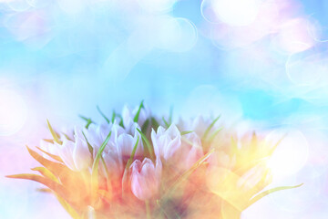 Fototapeta na wymiar spring bouquet of tulips in the interior tenderness mother's day