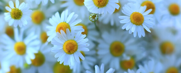 Fototapeta premium texture background flowers chamomile white top view summer daisy
