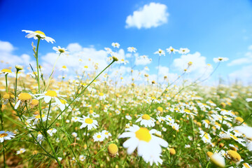 summer field of white daisies landscape seasonal flowers