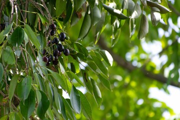 A picture of bunch of java plums (jamun) hanging on its tree. It is known to have many health...
