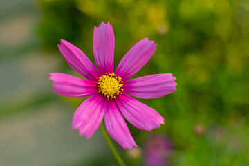Obraz premium Pink cosmos flower (Cosmos Bipinnatus) with blurred background,soft focus