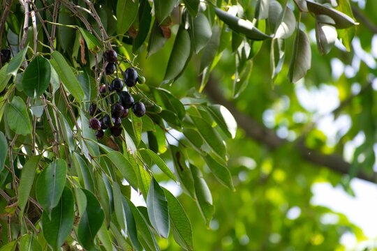 A picture of bunch of java plums (jamun) hanging on its tree. It is known to have many health benefits.