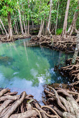 Tropical tree roots or Tha pom mangrove in swamp forest and flow water, Klong Song Nam, Thailand.