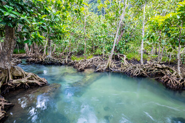 Tropical tree roots or Tha pom mangrove in swamp forest and flow water, Klong Song Nam, Thailand.