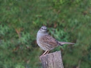 dunnock on a branch,heckenbraunelle auf einem ast