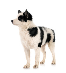 young Yakutian Laika