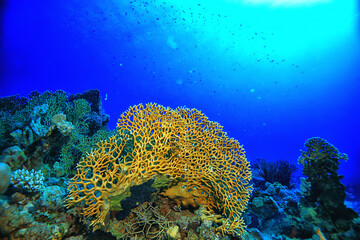 coral reef background, underwater marine life ecosystem ocean sea