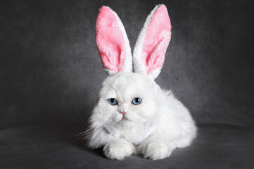 funny white fluffy cat with blue eyes wearing bunny ears - obrazy, fototapety, plakaty