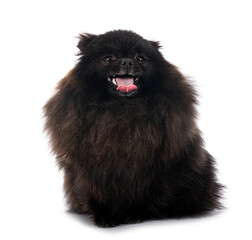 pomeranian in studio