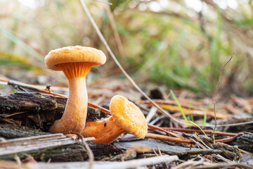 Lactarius deliciosus or red pine mushroom in the forest close-up.