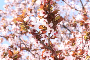 Bloomingtree, early spring, beautiful view attracts the eye, romantic mood, desire for freedom and a walk. Apple and cherry blossoms