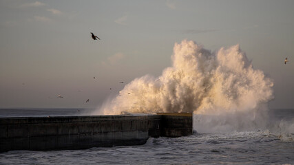 Big wave splash at dawn