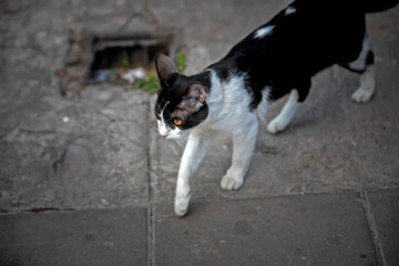 Cute cat in the street
