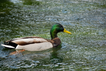 colorful male mallard duck on the clear waters of the wiltshire river avon