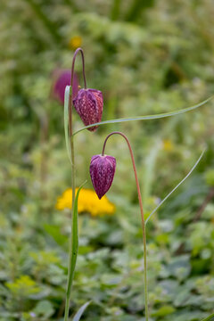 Snake's head fritillary (Fritillaria meleagris) also known as chess flower, frog-cup, guinea-hen flower, guinea flower, leper lily, lazarus bell, chequered lily, chequered daffodil and drooping tulip
