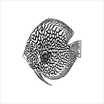 recommend clip art: Symphysodon, colloquially known as Discus Fish, Silhouette Illustration of the Discus Fish for Logo, Icon, Symbol, or Graphic Design Element. Vector Illustration