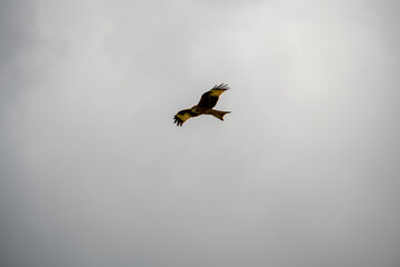 a wild red kite (Milvus milvus) in flight