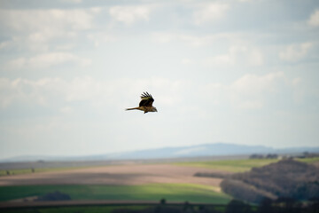 a wild red kite (Milvus milvus) in flight