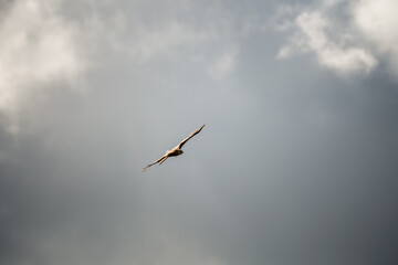 a wild red kite (Milvus milvus) in flight